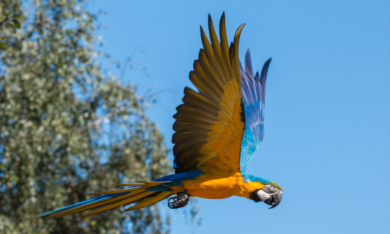 vogelpark-heiligenkirchen-gutscheinbox-papagei
