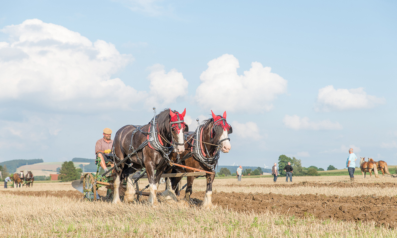 Pferdestark – Pferde auf Feld