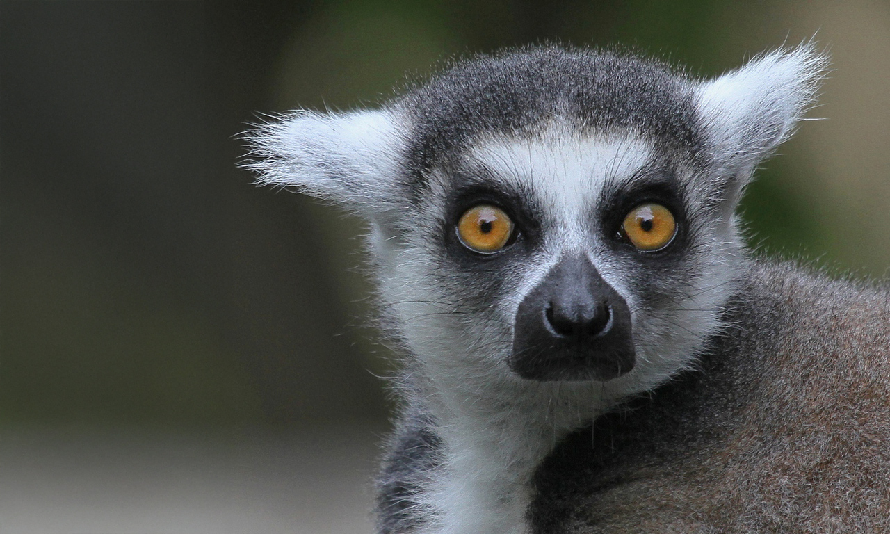 Gutschein: Tierpark Bad Pyrmont Gutschein: Tierpark Bad Pyrmont